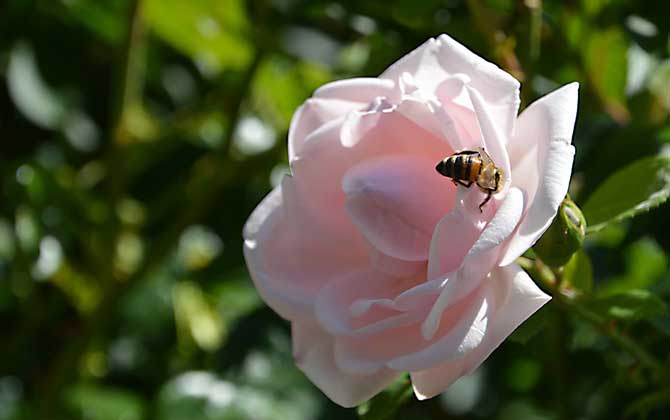 現在養蜜蜂還能賺錢嗎? 養蜂賺錢