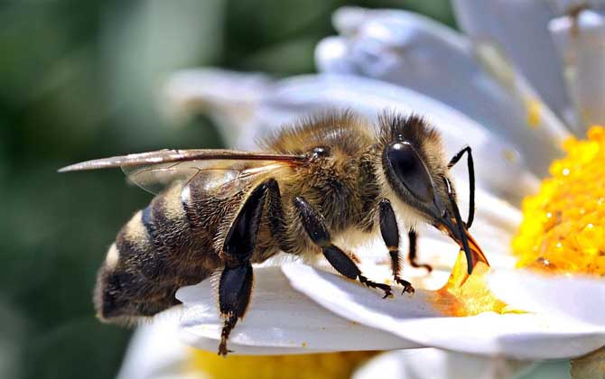 定點(diǎn)養(yǎng)蜂一人最多能養(yǎng)多少箱? 定點(diǎn)養(yǎng)蜂