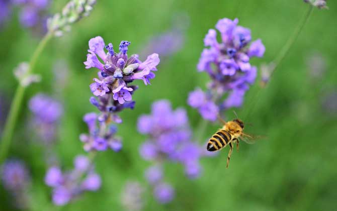 養殖蜜蜂的成本高嗎? 蜜蜂養殖成本