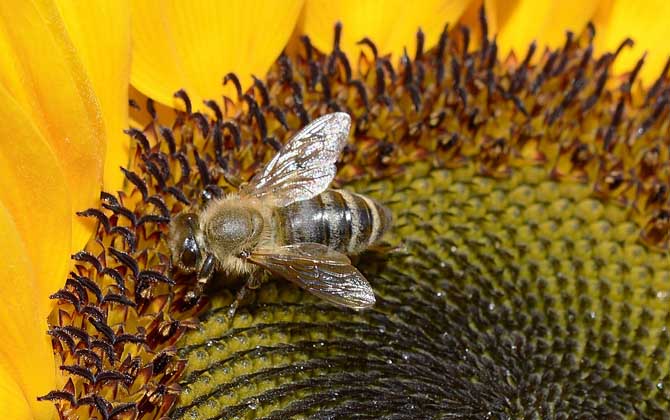蜜蜂釀蜜步驟是怎樣的? 蜜蜂釀蜜