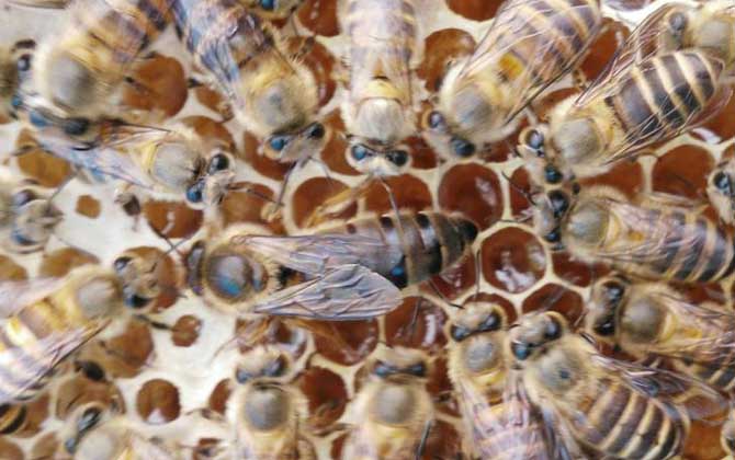 中蜂雙王群養殖技術視頻 中蜂雙王群養殖