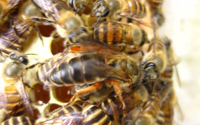 中華蜜蜂養(yǎng)殖技術(shù)視頻 中蜂養(yǎng)殖技術(shù)