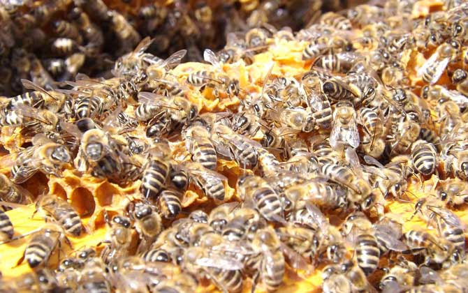 意大利蜜蜂 意大利蜜蜂