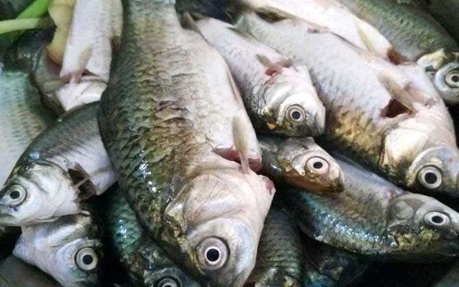 蜂蜜和哪些食物相克? 鯽魚