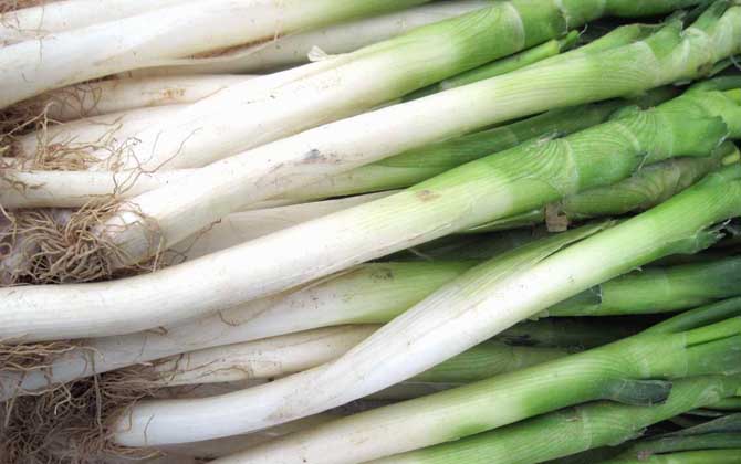 蜂蜜和哪些食物相克? 大蔥