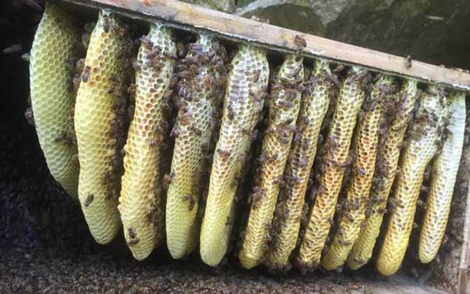 蜂巢價(jià)格多少錢一斤? 蜂巢