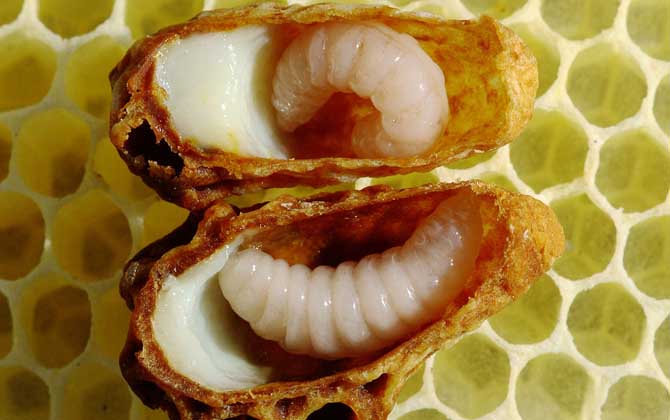 蜂王漿有什么功效及用途? 蜂王漿