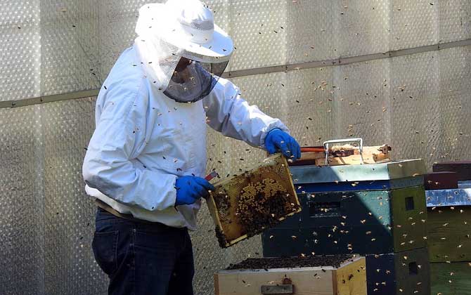 養(yǎng)蜂人收入怎么樣? 養(yǎng)蜂人