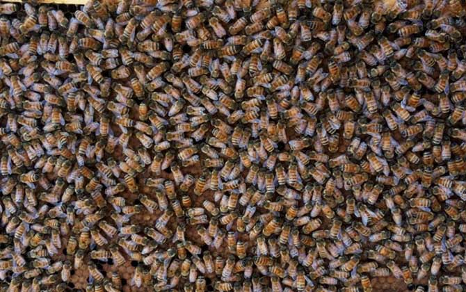 2021年意蜂王多少錢(qián)一只? 意蜂王多少錢(qián)一只