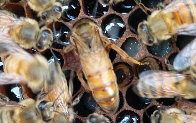 2021年意蜂王多少錢(qián)一只? 意蜂王多少錢(qián)一只