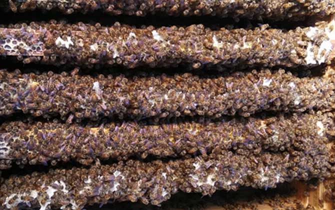 2021年中蜂多少錢一箱? 中蜂