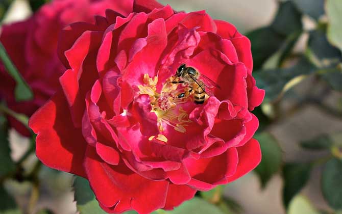 養蜂人為什么都長壽? 養蜂
