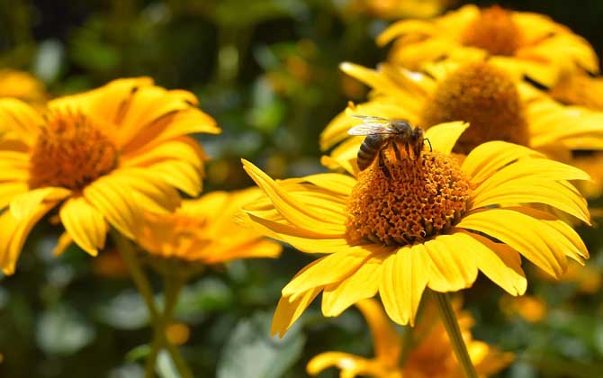 蜜蜂為什么不蜇養(yǎng)蜂人? 蜜蜂蜇人