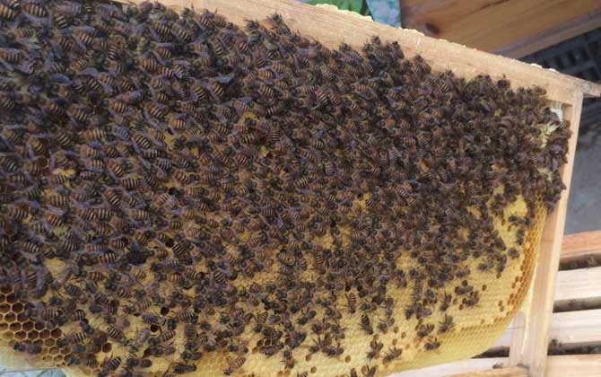 發(fā)展蜜蜂養(yǎng)殖有什么好處? 蜜蜂養(yǎng)殖