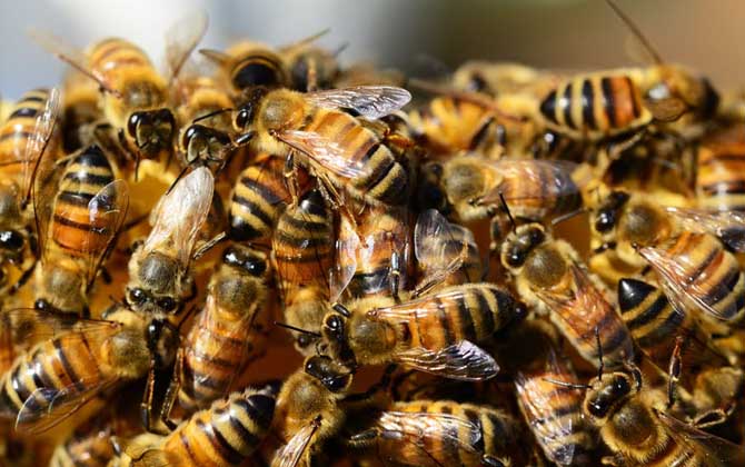 蜜蜂養殖有發展前景嗎? 蜜蜂養殖