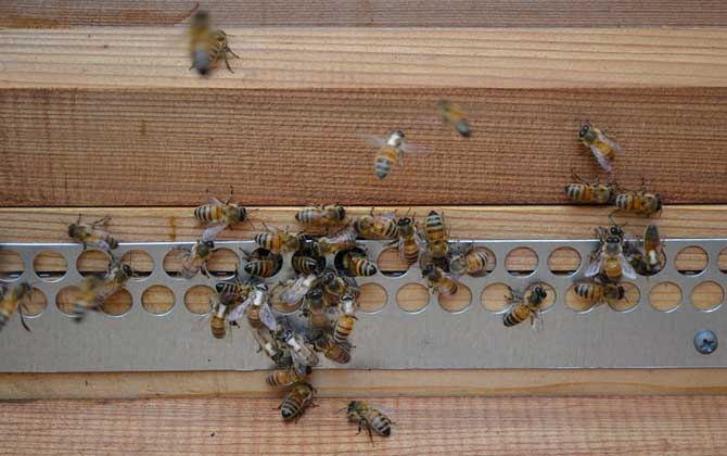 蜜蜂養殖有發展前景嗎? 蜜蜂養殖