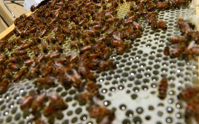 蜜蜂養殖有發展前景嗎? 蜜蜂養殖