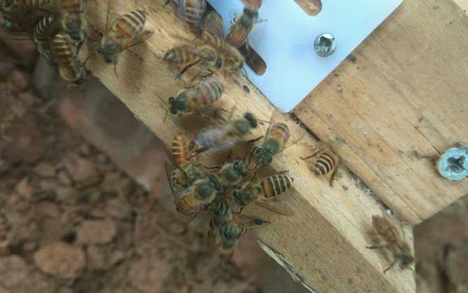 農村土蜜蜂多少錢一箱? 土蜜蜂