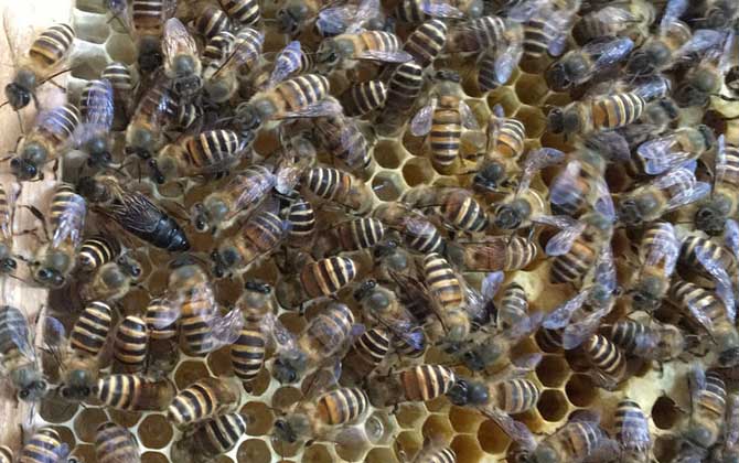 農村土蜜蜂多少錢一箱? 土蜜蜂