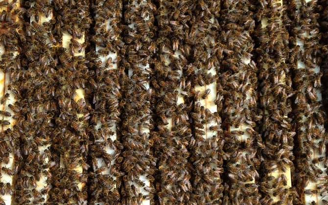 卡尼鄂拉蜂有什么特點(diǎn)? 卡尼鄂拉蜂