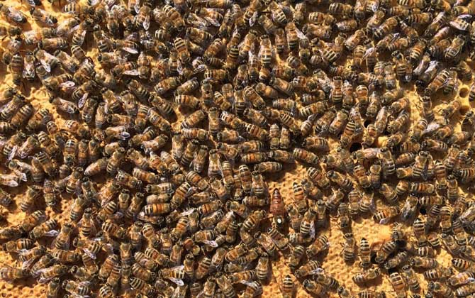 卡尼鄂拉蜂有什么特點(diǎn)? 卡尼鄂拉蜂