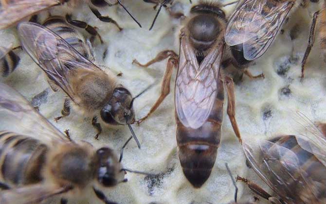 卡尼鄂拉蜂有什么特點(diǎn)? 卡尼鄂拉蜂