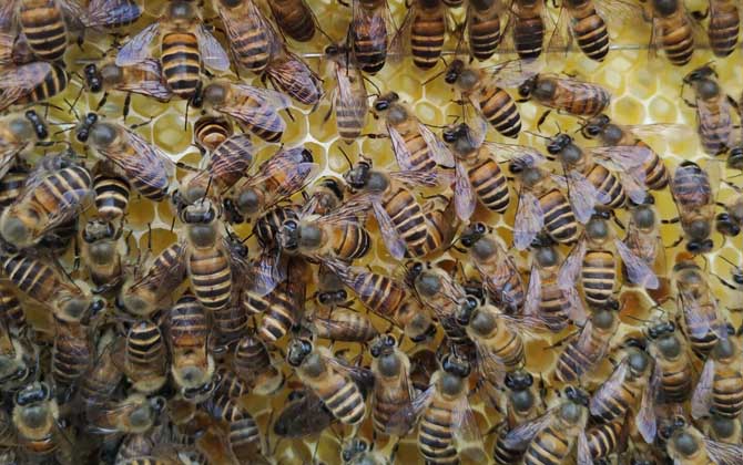 處女蜂王什么時(shí)候交尾? 處女蜂王