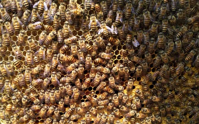 處女蜂王什么時(shí)候交尾? 處女蜂王