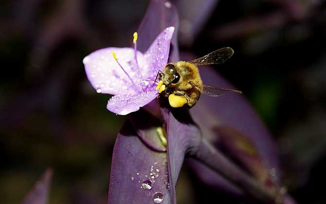蜜蜂是怎么采蜜和釀蜜的? 蜜蜂采蜜