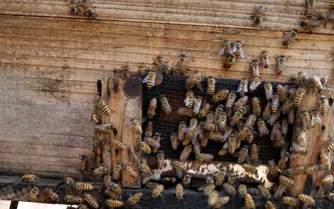 蜜蜂認巢、試飛、朝王、鬧巢的區別 試飛