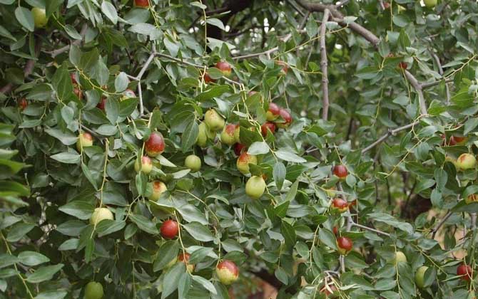 夏季有哪些蜜源植物? 棗樹