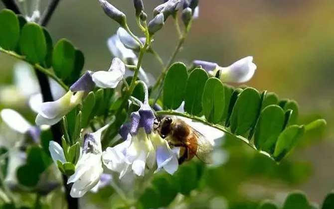夏季有哪些蜜源植物? 狼牙刺