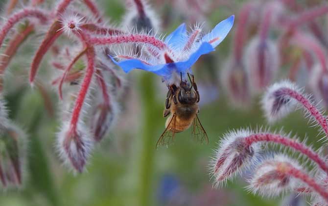 蜜蜂最喜歡什么顏色? 蜜蜂