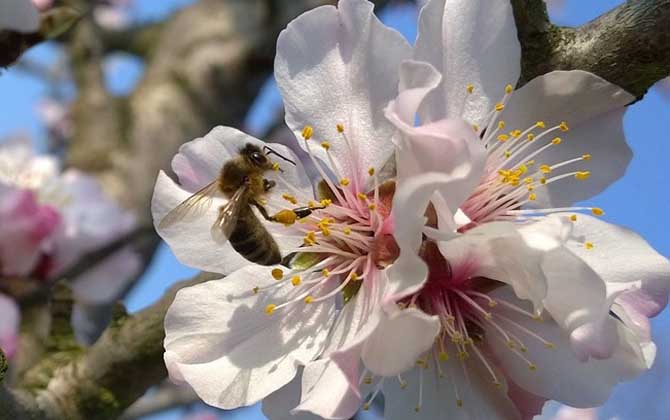 蜜蜂從卵到蜂需要幾天? 蜜蜂