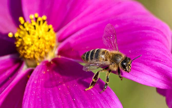 工蜂為什么不能正常生育? 工蜂