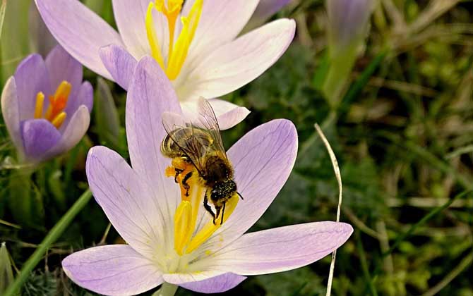 被蜜蜂蟄了是好兆頭嗎? 蜜蜂