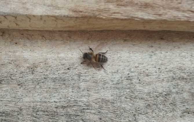 被土蜂蟄了怎么處理? 土蜂