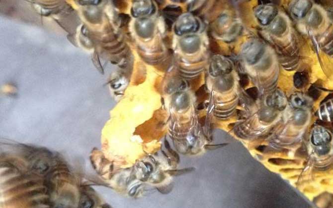 分蜂是老王走還是新王走? 分蜂