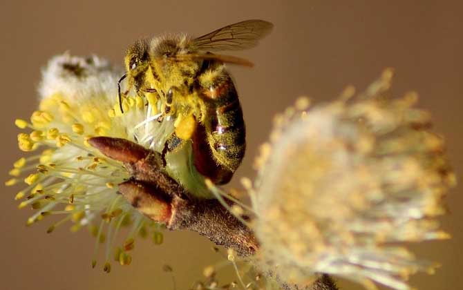 蜜蜂在風水學上的說法是什么? 蜜蜂