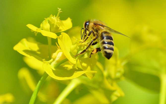 蜜蜂毒刺鉆進肉里會消失嗎? 蜜蜂