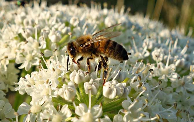 蜜蜂毒刺鉆進肉里會消失嗎? 蜜蜂