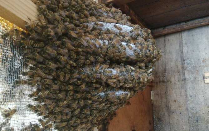 新手養蜂有哪些禁忌? 新手養蜂