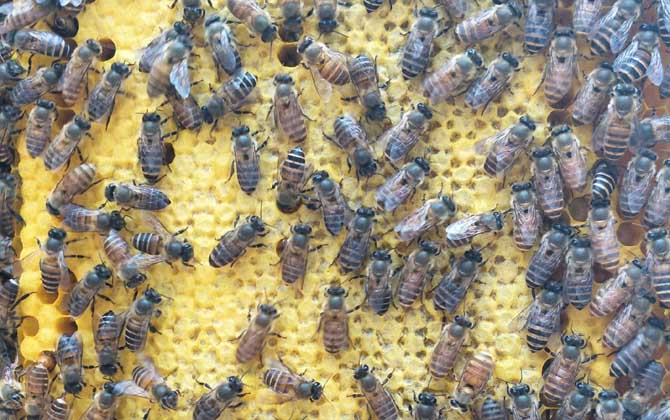 工蜂產(chǎn)卵
