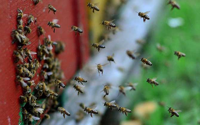 蜜蜂養(yǎng)殖的基本知識 蜜蜂養(yǎng)殖