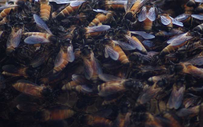 蜜蜂養(yǎng)殖的基本知識 蜜蜂養(yǎng)殖