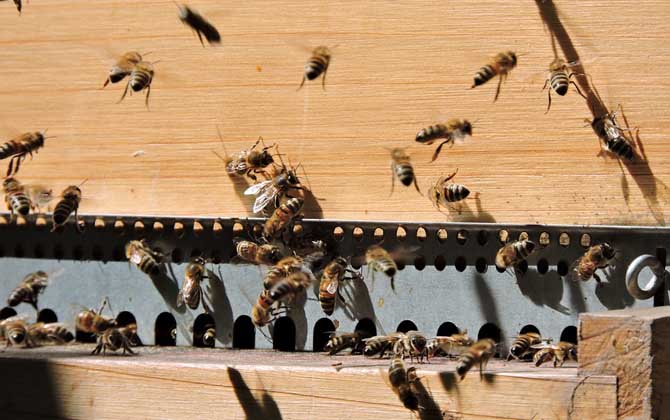 蜜蜂養(yǎng)殖的基本知識 蜜蜂養(yǎng)殖