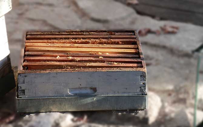 蜜蜂養(yǎng)殖的基本知識 蜜蜂養(yǎng)殖