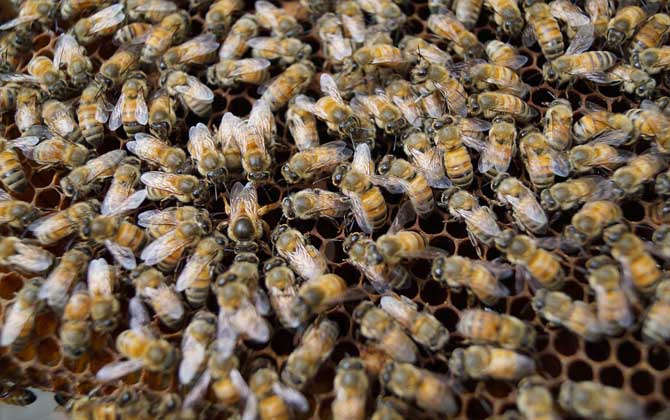 蜜蜂春繁管理技術(shù) 蜜蜂春繁技術(shù)