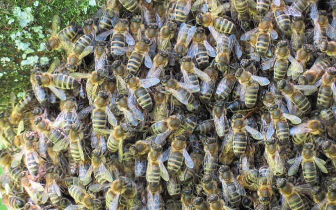 野生蜜蜂怎樣收捕回家養(yǎng)? 野生蜜蜂