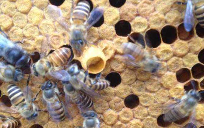 蜜蜂王臺建好后幾天封蓋? 蜜蜂王臺